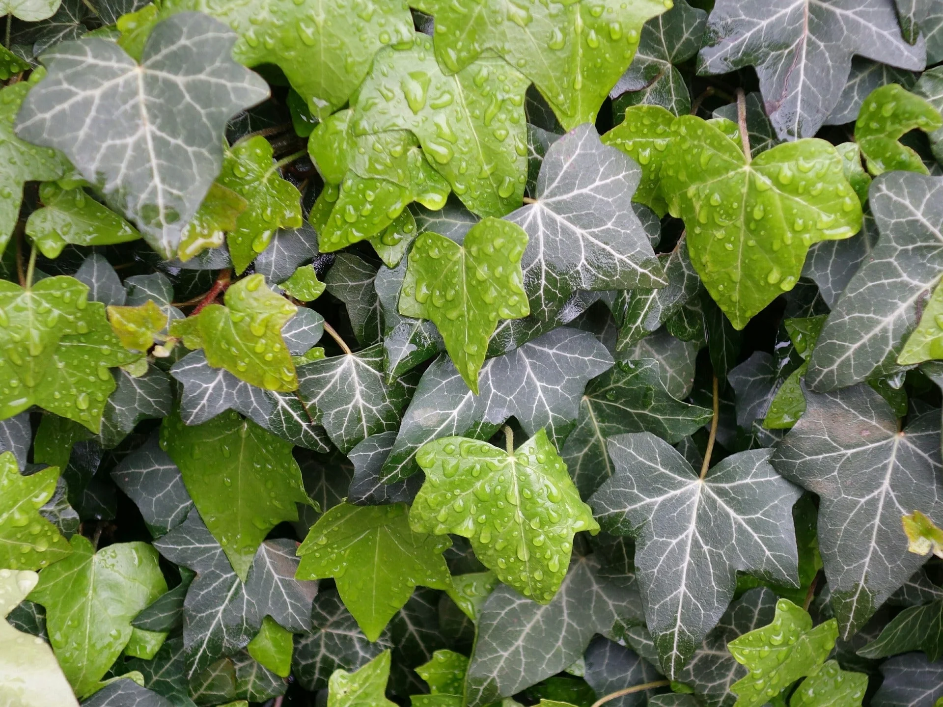 Hedera helix <br>ENGLISH IVY