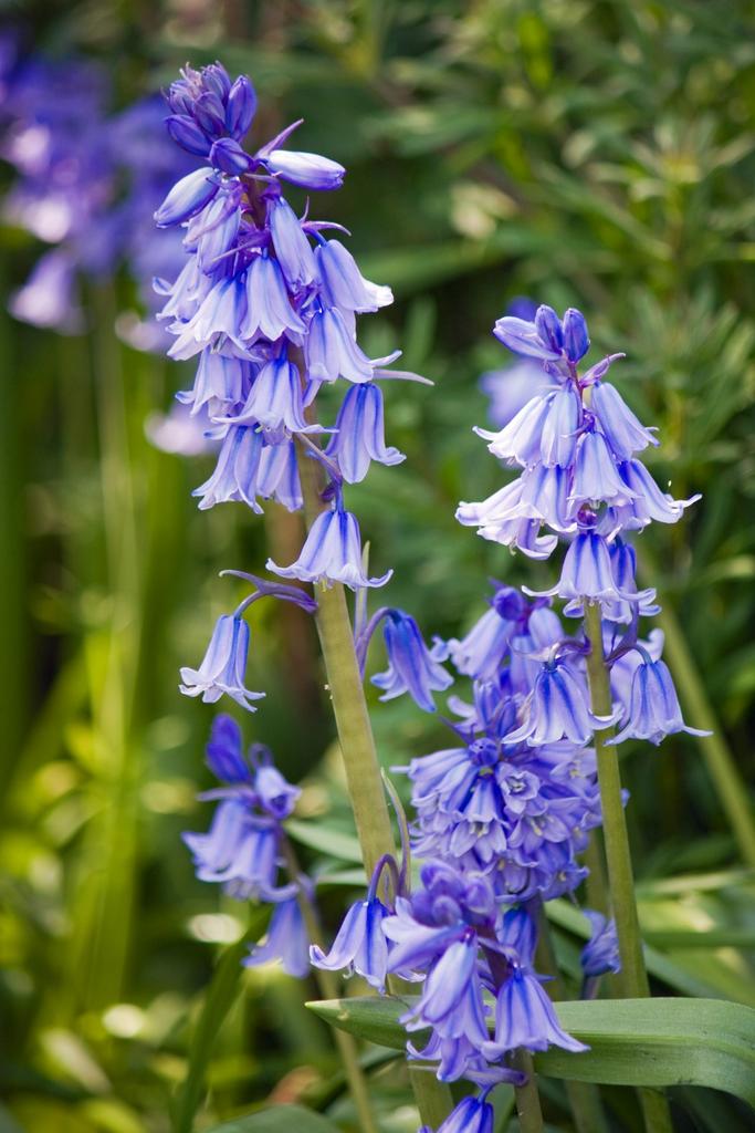 Hyacinthoides non-scripta <br>ENGLISH WOODLAND BLUEBELL