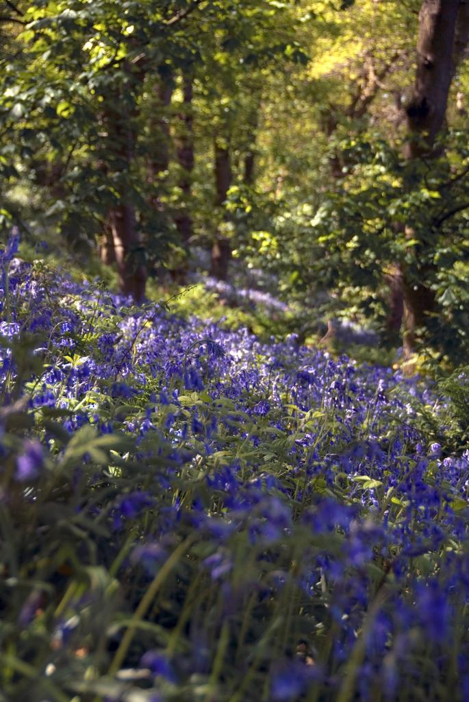Hyacinthoides non-scripta <br>ENGLISH WOODLAND BLUEBELL - Image 10