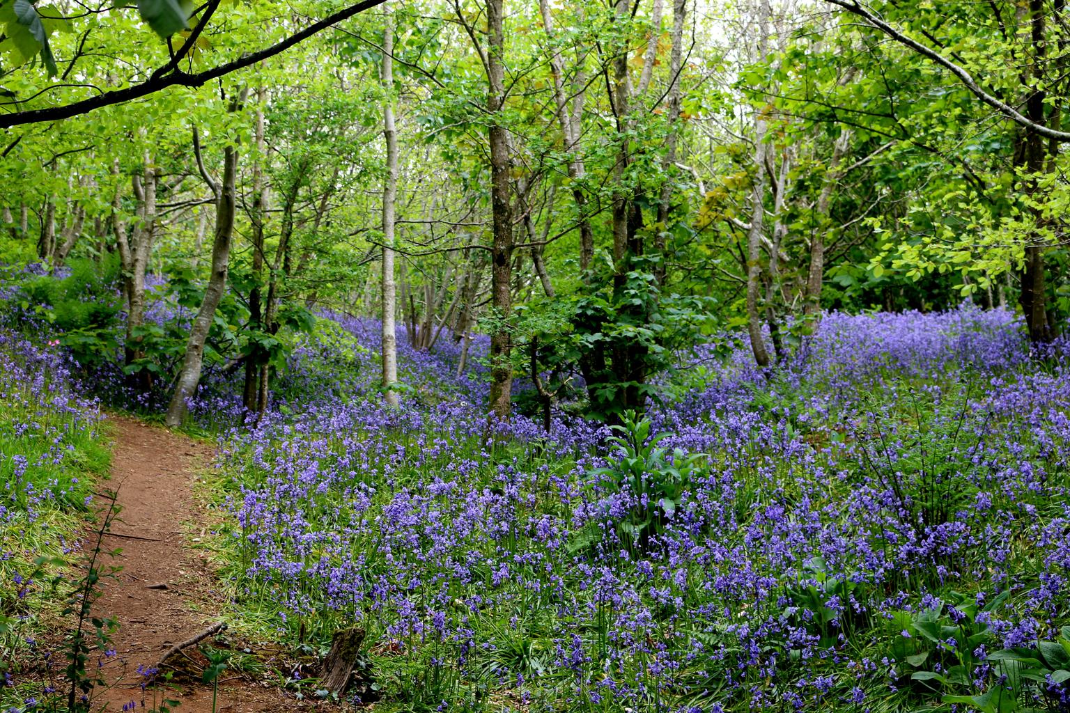 Hyacinthoides non-scripta <br>ENGLISH WOODLAND BLUEBELL - Image 11
