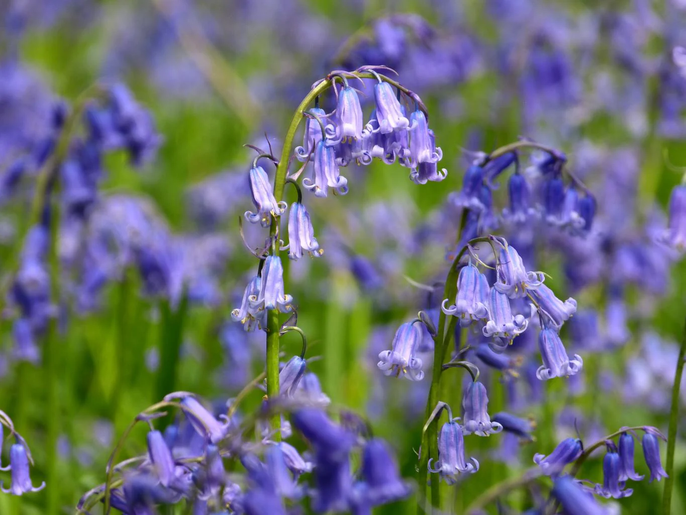Hyacinthoides non-scripta <br>ENGLISH WOODLAND BLUEBELL - Image 12
