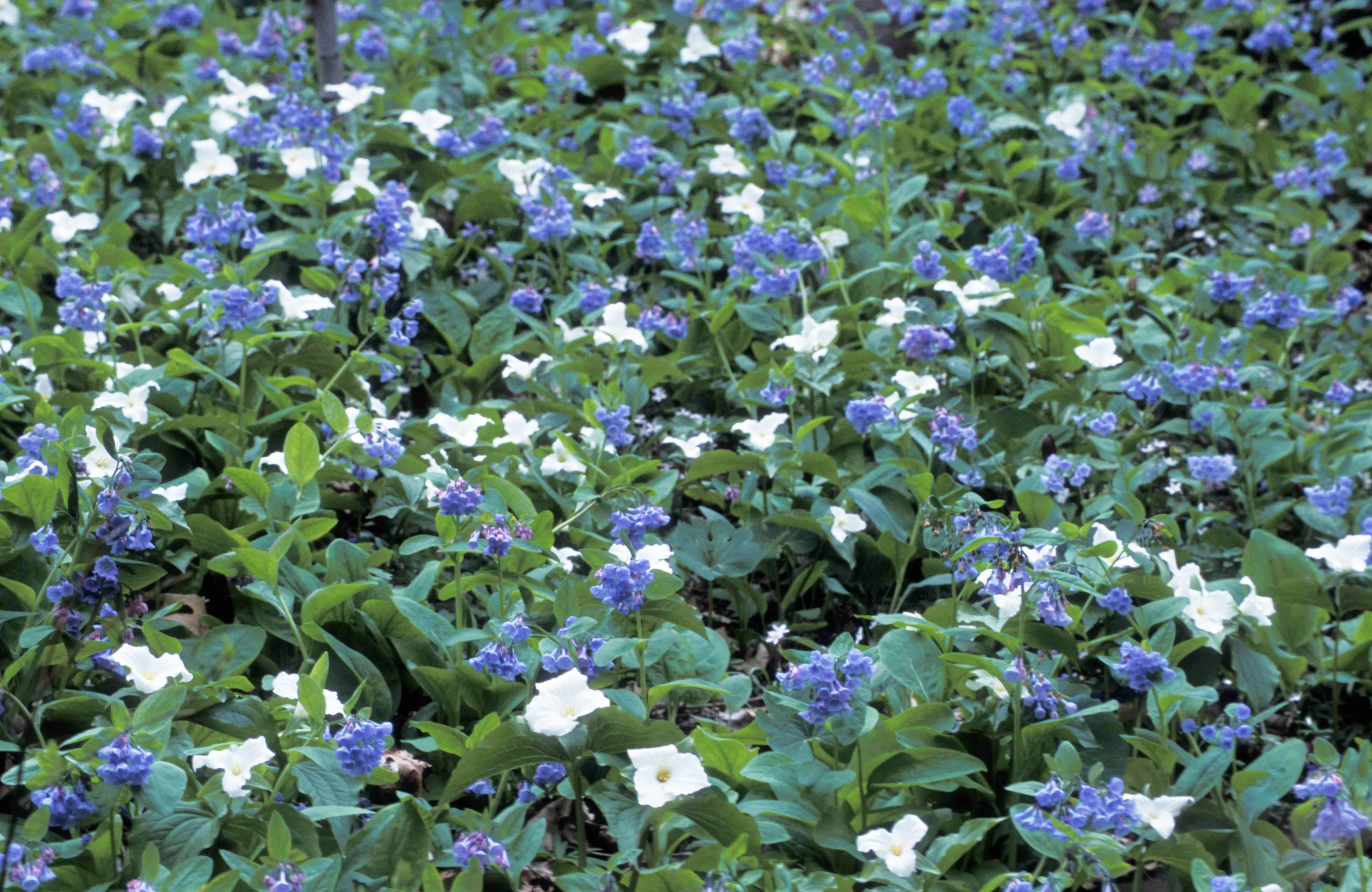 Hyacinthoides non-scripta <br>ENGLISH WOODLAND BLUEBELL - Image 13