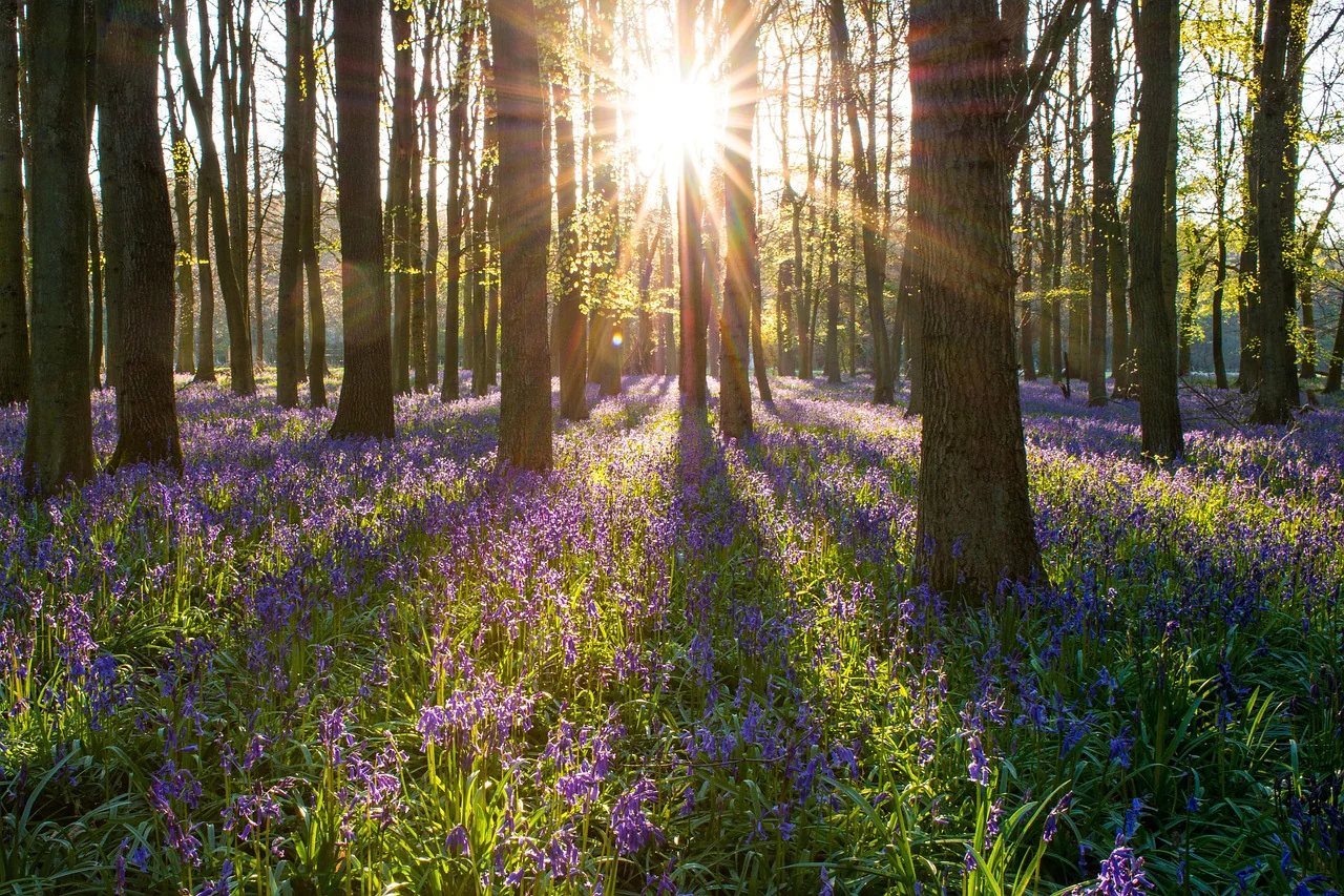 Hyacinthoides non-scripta <br>ENGLISH WOODLAND BLUEBELL - Image 2