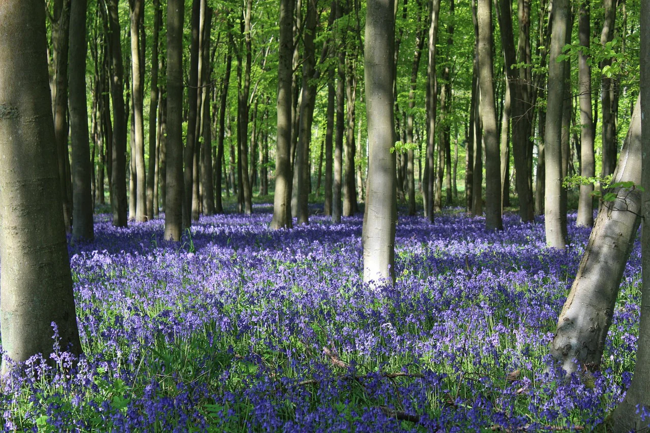Hyacinthoides non-scripta <br>ENGLISH WOODLAND BLUEBELL - Image 3