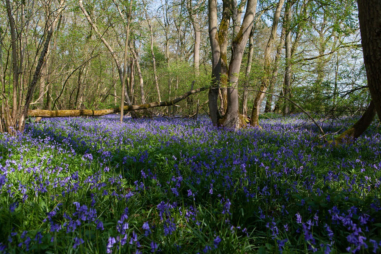 Hyacinthoides non-scripta <br>ENGLISH WOODLAND BLUEBELL - Image 4