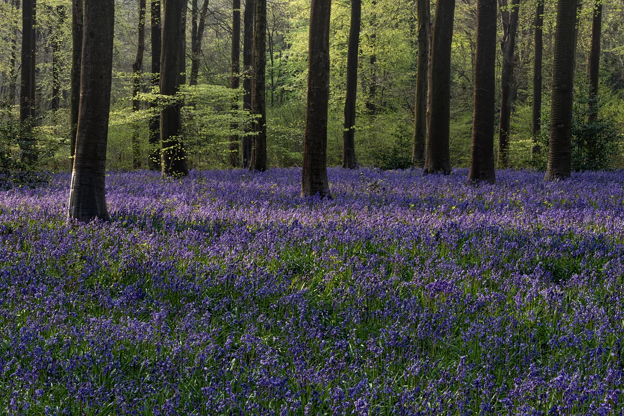 Hyacinthoides non-scripta <br>ENGLISH WOODLAND BLUEBELL - Image 5