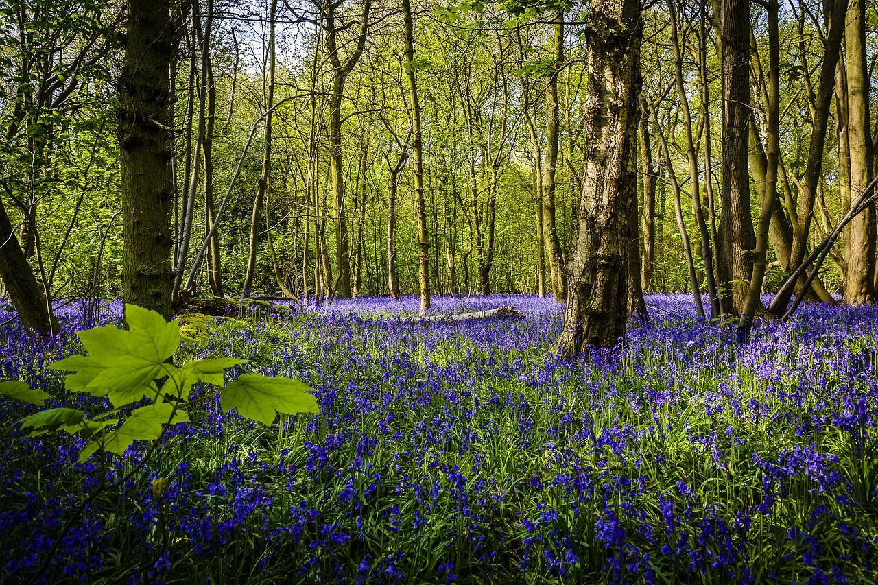 Hyacinthoides non-scripta <br>ENGLISH WOODLAND BLUEBELL - Image 6