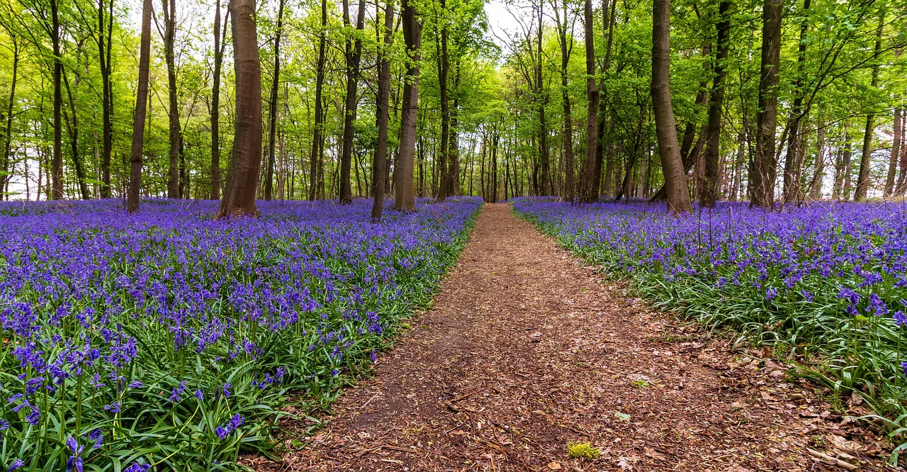 Hyacinthoides non-scripta <br>ENGLISH WOODLAND BLUEBELL - Image 7