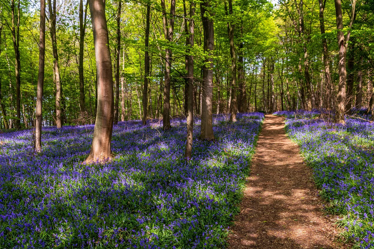 Hyacinthoides non-scripta <br>ENGLISH WOODLAND BLUEBELL - Image 8