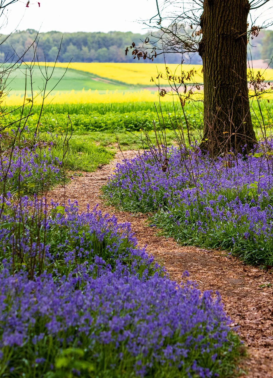 Hyacinthoides non-scripta <br>ENGLISH WOODLAND BLUEBELL - Image 9