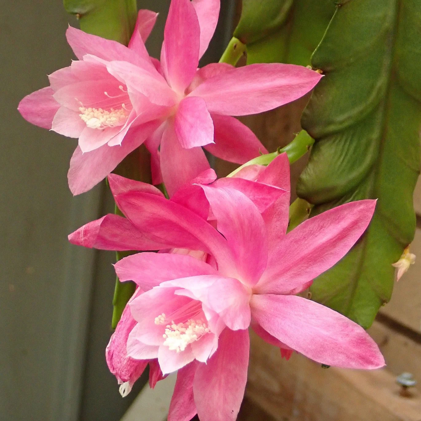 Epiphyllum crenatum <br>ORCHID CACTUS MIX