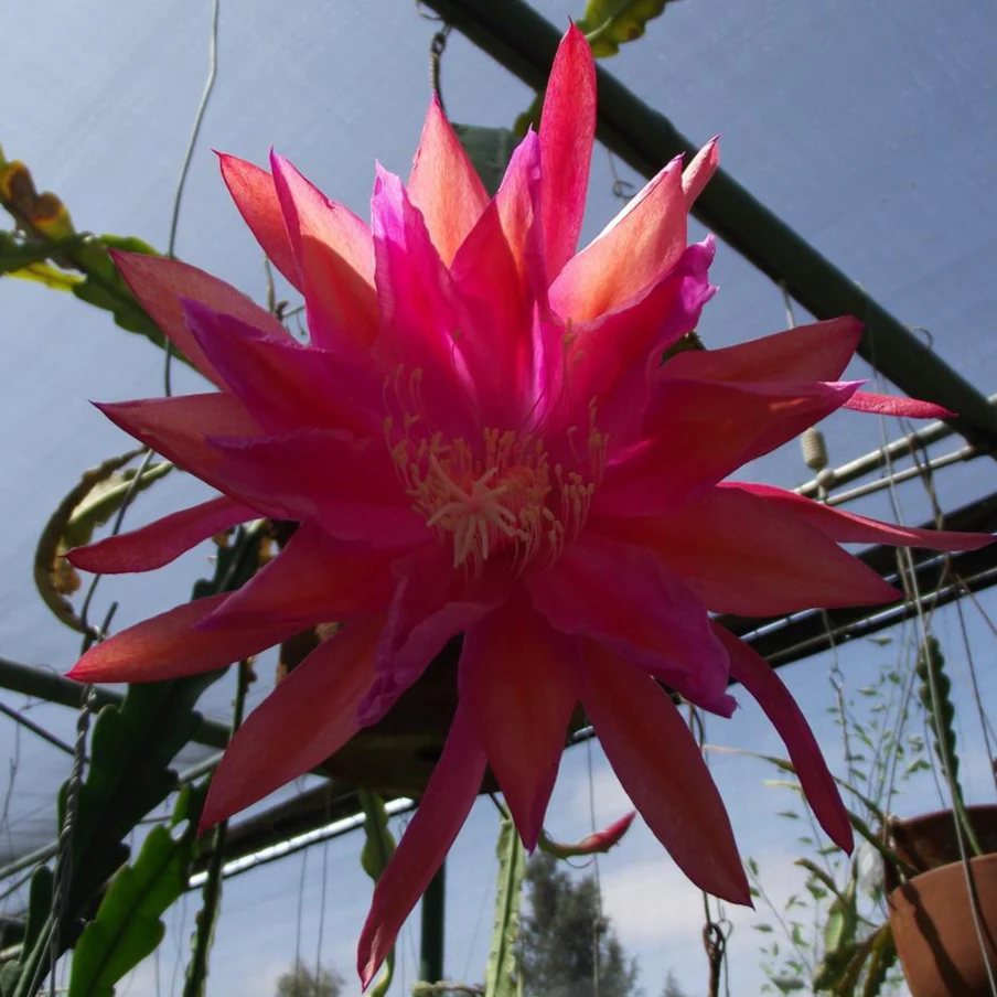 Epiphyllum crenatum <br>ORCHID CACTUS MIX - Image 10