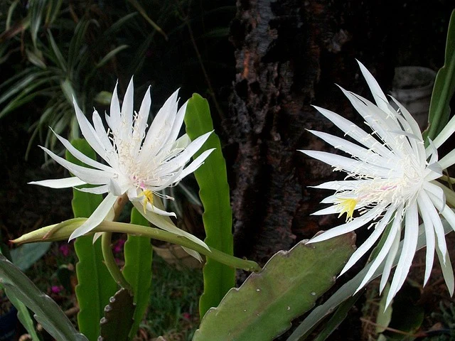 Epiphyllum crenatum <br>ORCHID CACTUS MIX - Image 11