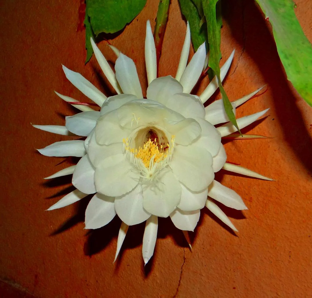 Epiphyllum crenatum <br>ORCHID CACTUS MIX - Image 12
