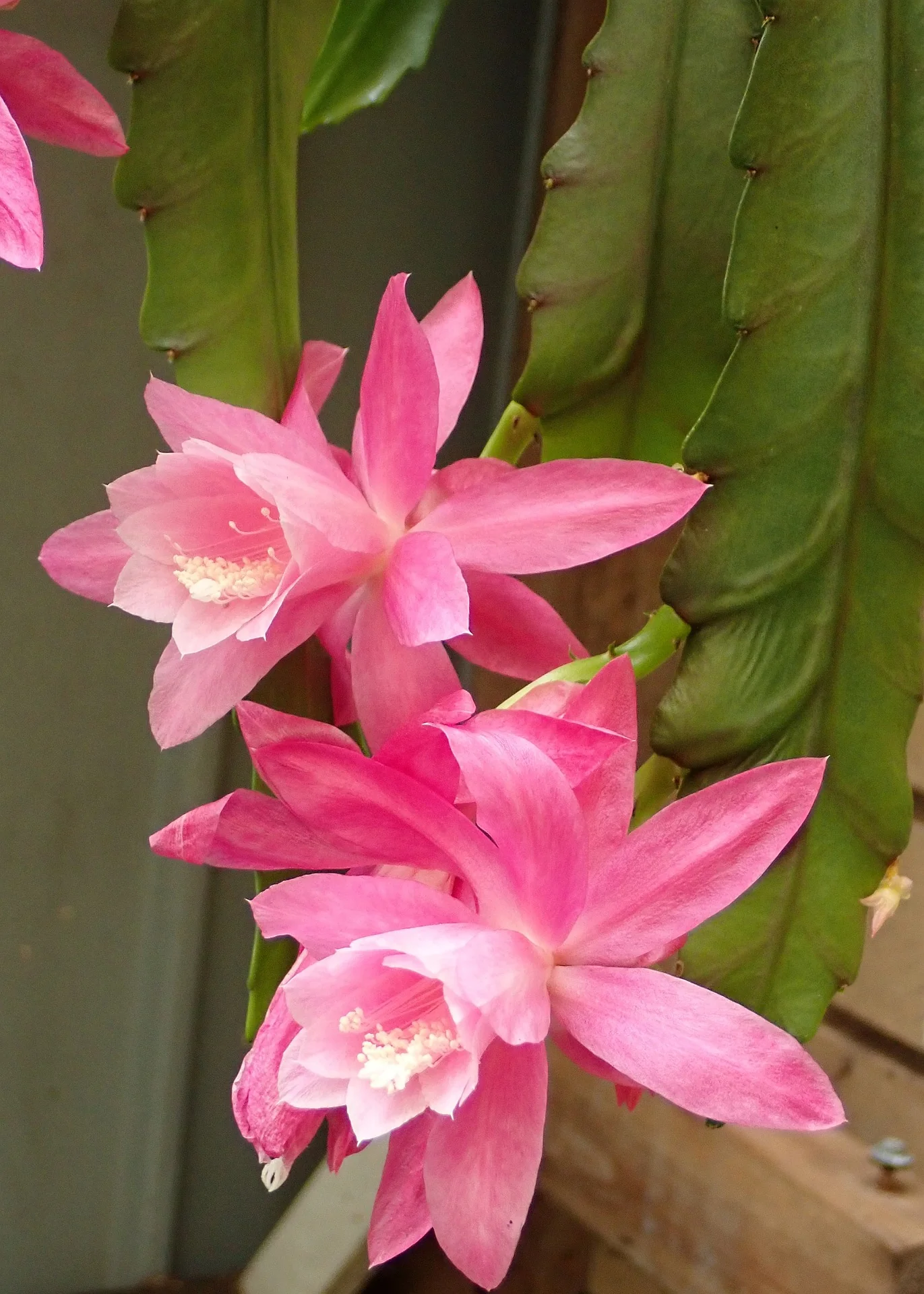 Epiphyllum crenatum <br>ORCHID CACTUS MIX - Image 13