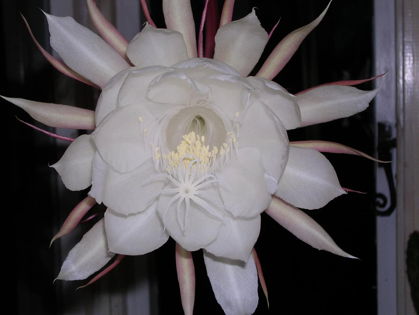 Epiphyllum crenatum <br>ORCHID CACTUS MIX - Image 14