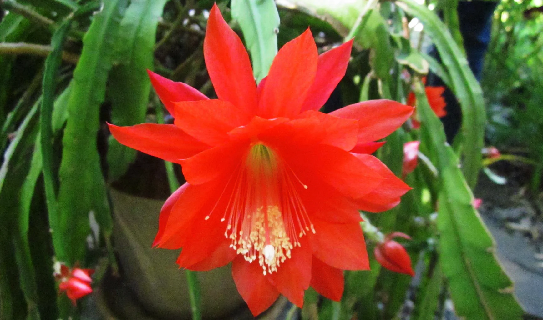 Epiphyllum crenatum <br>ORCHID CACTUS MIX - Image 15