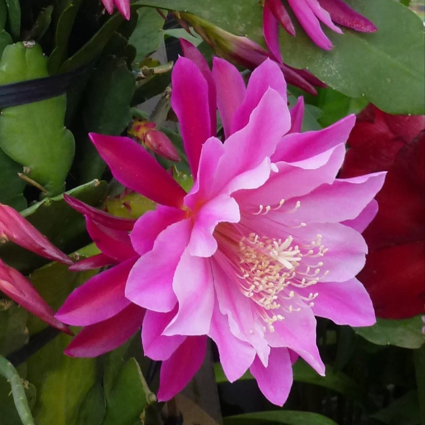 Epiphyllum crenatum <br>ORCHID CACTUS MIX - Image 2