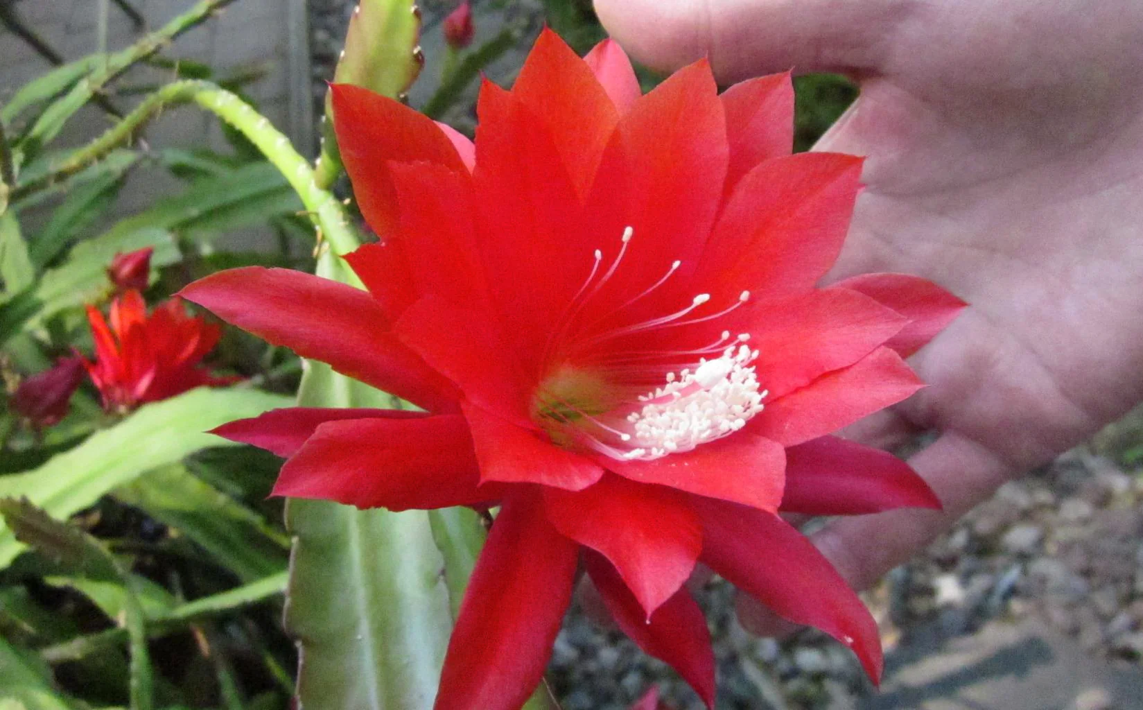 Epiphyllum crenatum <br>ORCHID CACTUS MIX - Image 3
