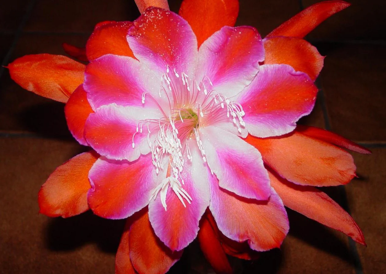 Epiphyllum crenatum <br>ORCHID CACTUS MIX - Image 4