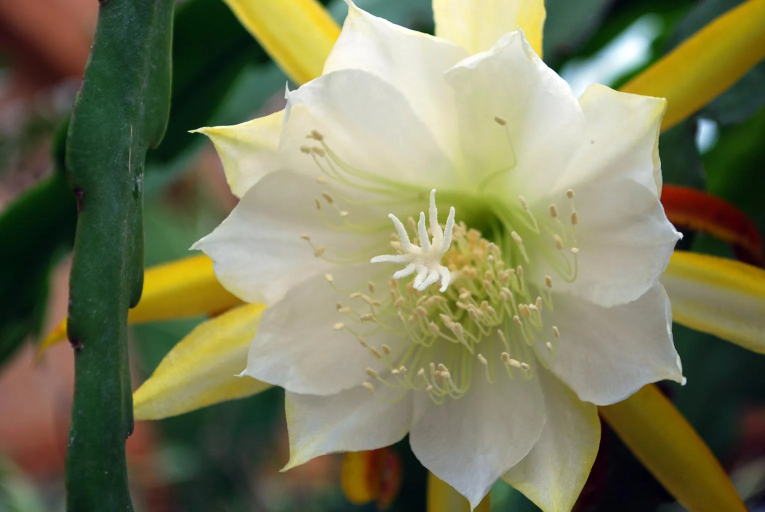Epiphyllum crenatum <br>ORCHID CACTUS MIX - Image 5