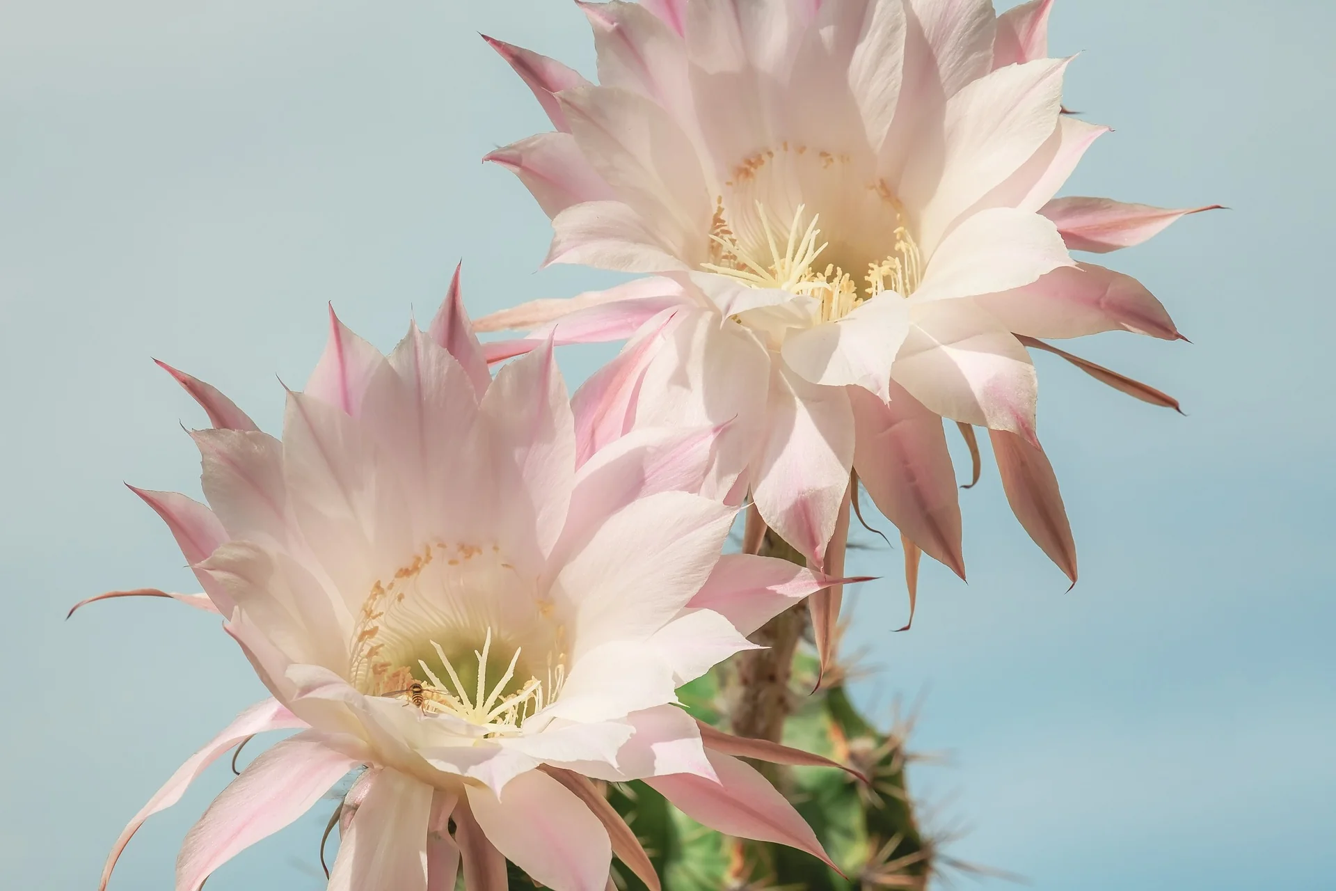 Epiphyllum crenatum <br>ORCHID CACTUS MIX - Image 6