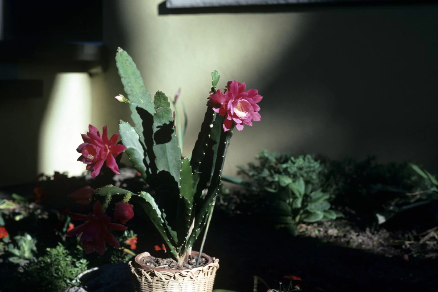 Epiphyllum crenatum <br>ORCHID CACTUS MIX - Image 7