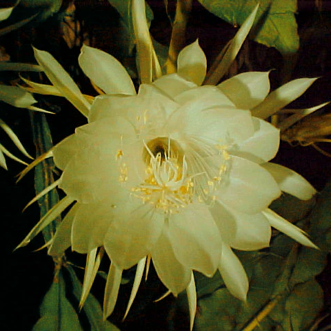 Epiphyllum crenatum <br>ORCHID CACTUS MIX - Image 8