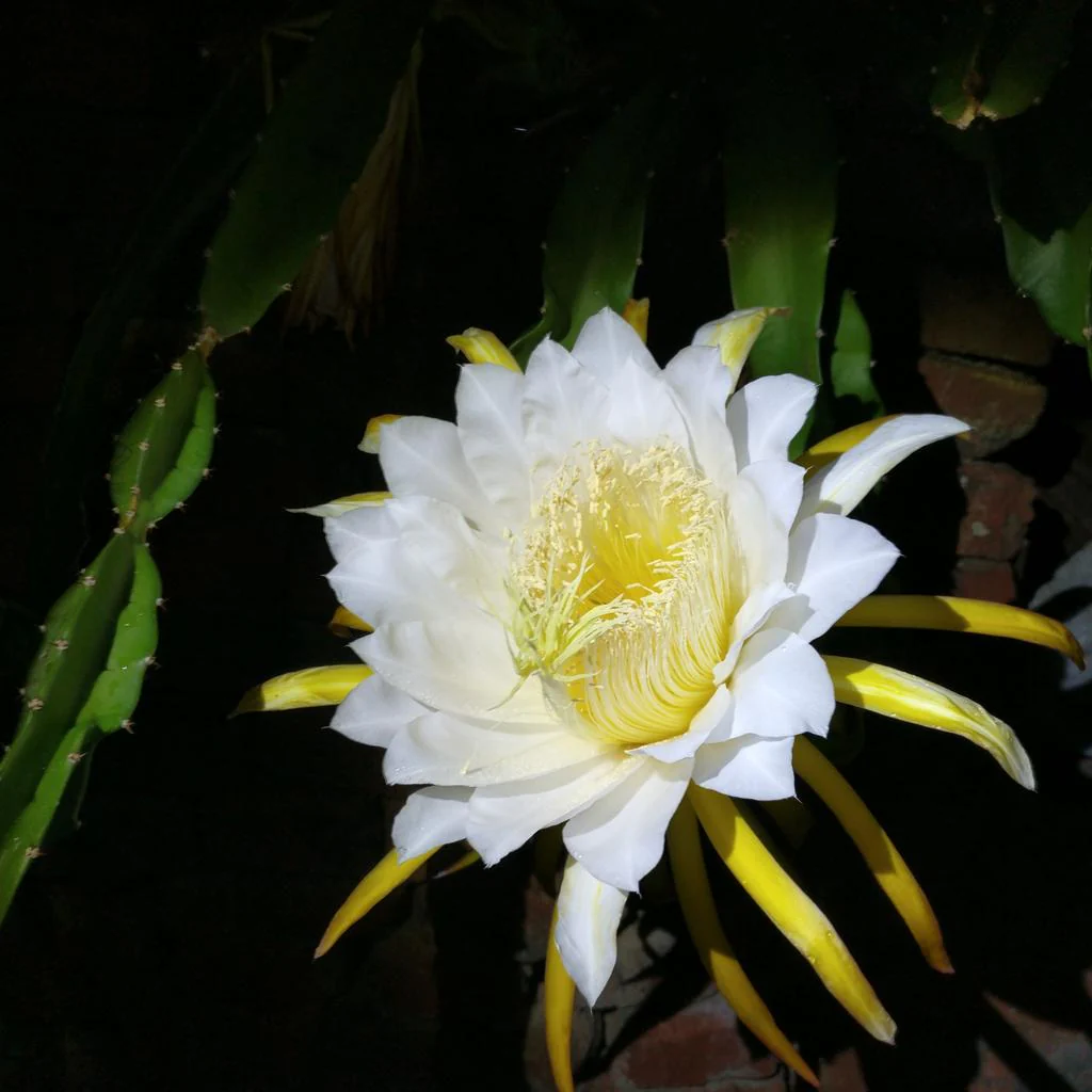 Epiphyllum crenatum <br>ORCHID CACTUS MIX - Image 9