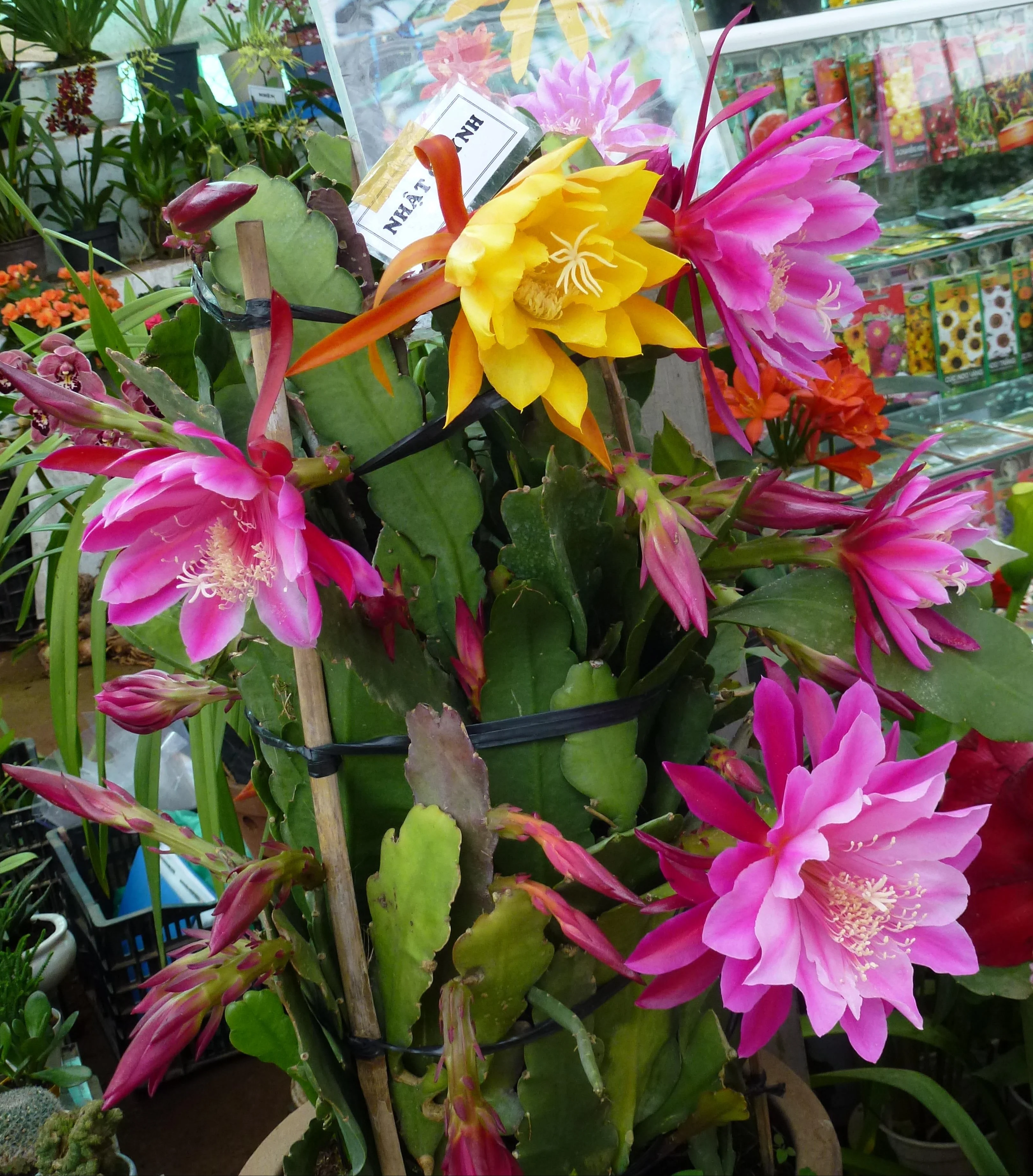 Epiphyllum crenatum <br>ORCHID CACTUS PINK & WHITE - Image 2