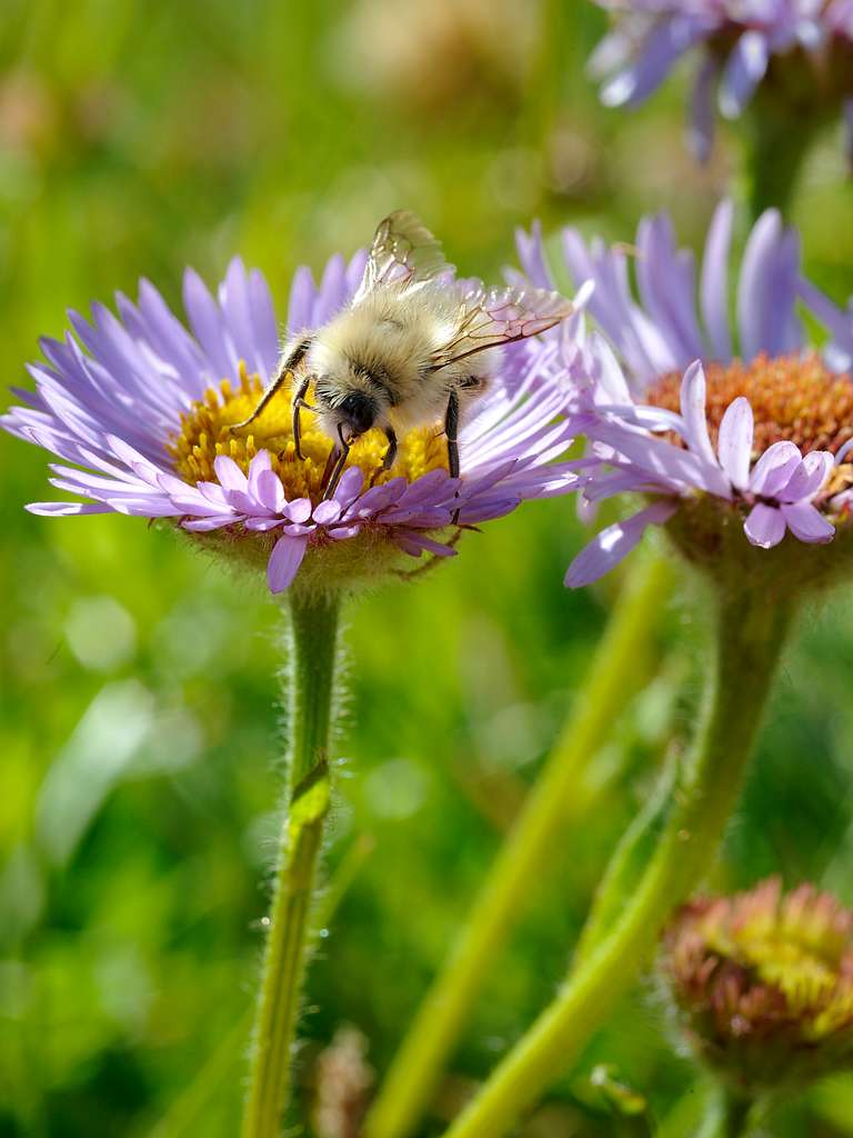Erigeron glaucus <br>PINK BEACH ASTER, SEASIDE DAISY - Image 2