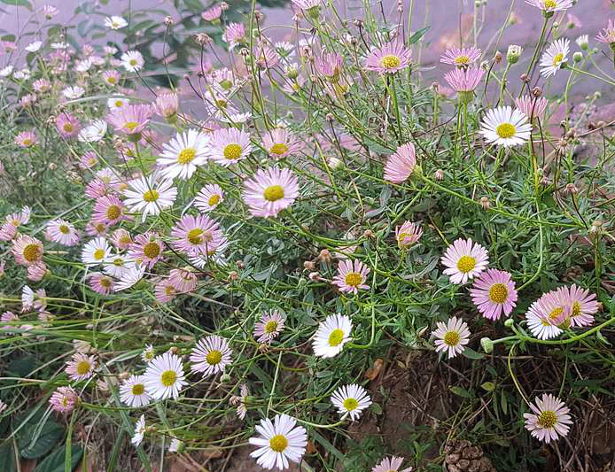 Erigeron karvinskianus <br>MEXICAN FLEABANE - Image 2