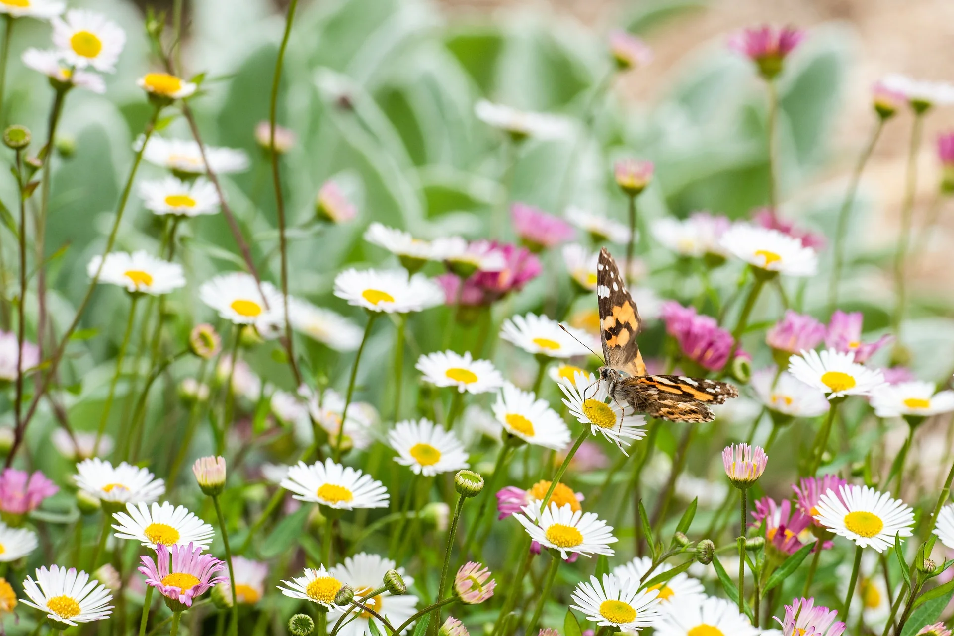 Erigeron karvinskianus <br>MEXICAN FLEABANE - Image 3