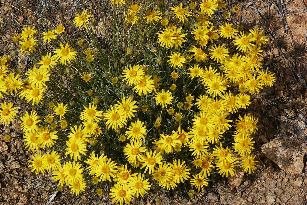 Erigeron linearis <br>DESERT YELLOW FLEABANE, NARROW LEAVED FLEABANE - Image 2
