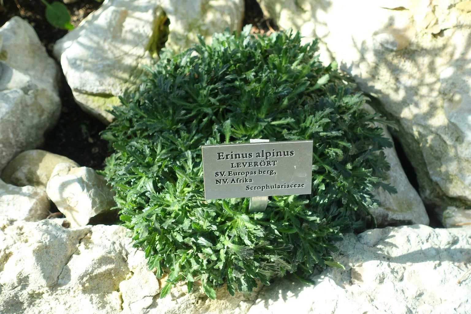Erinus alpinus <br>ALPINE BALSAM, FAIRY FOXGLOVE - Image 2