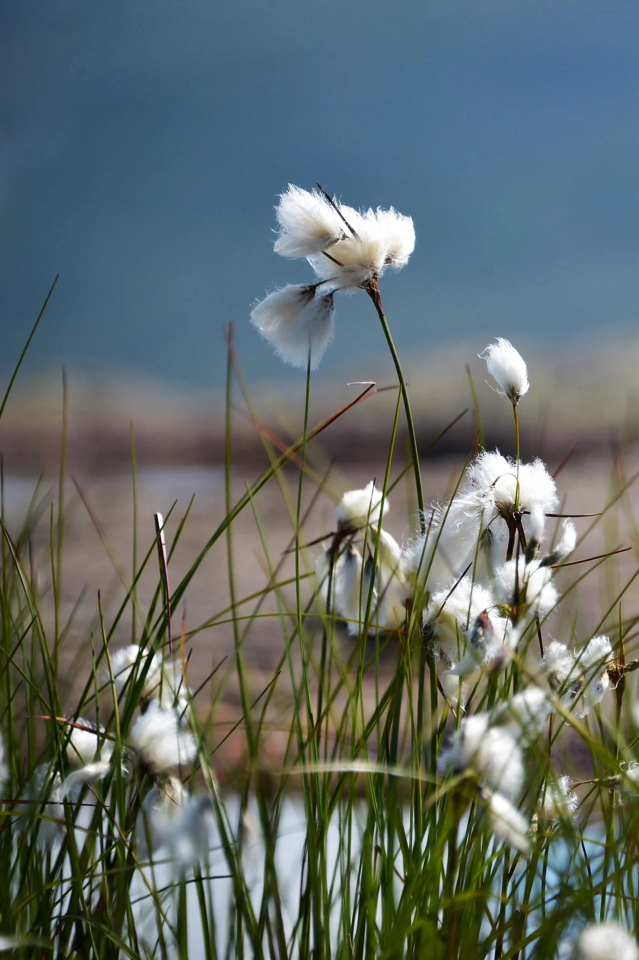 Eriophorum angustifolium <br>COTTON GRASS - Image 2