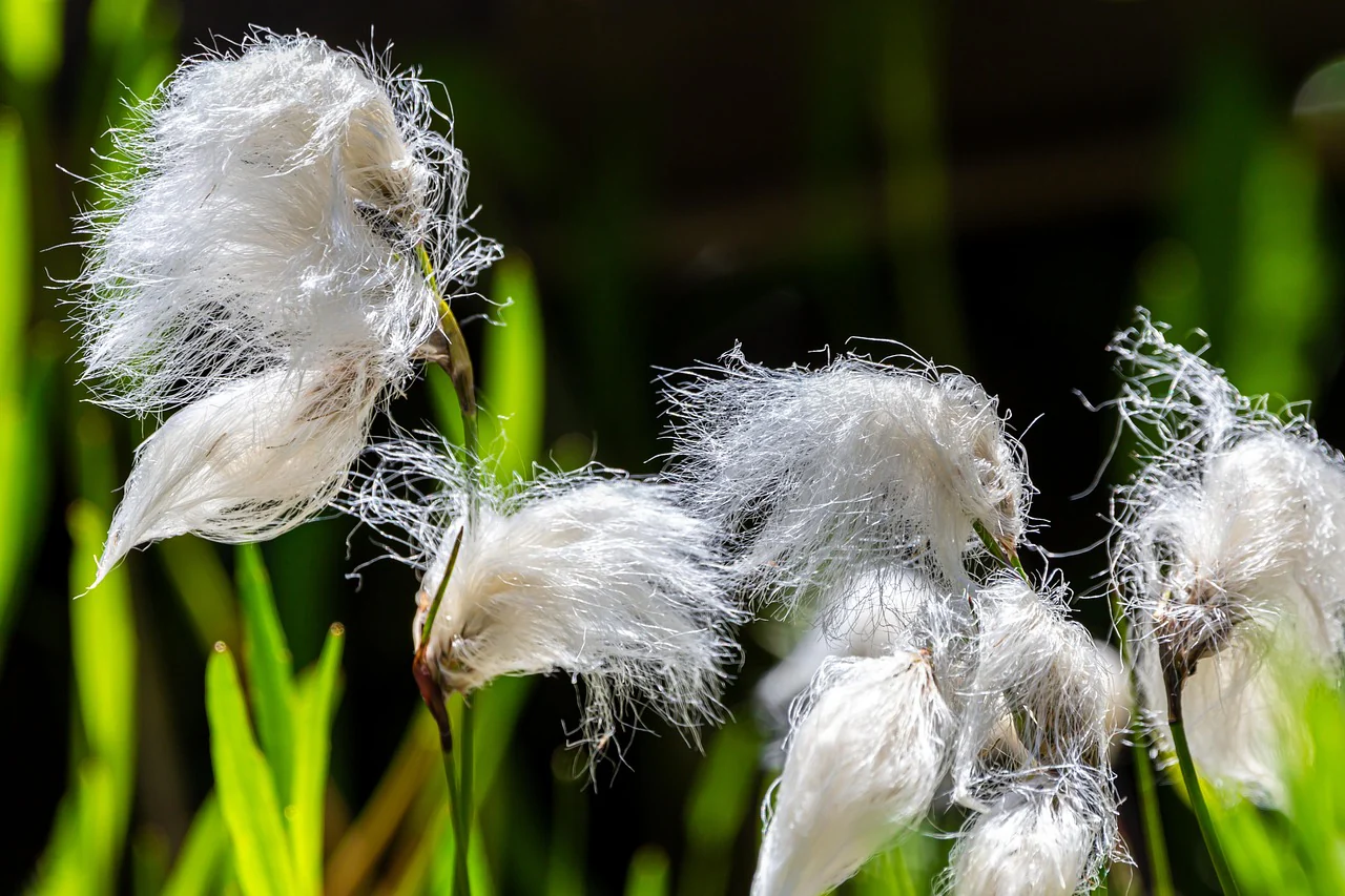Eriophorum angustifolium <br>COTTON GRASS - Image 3