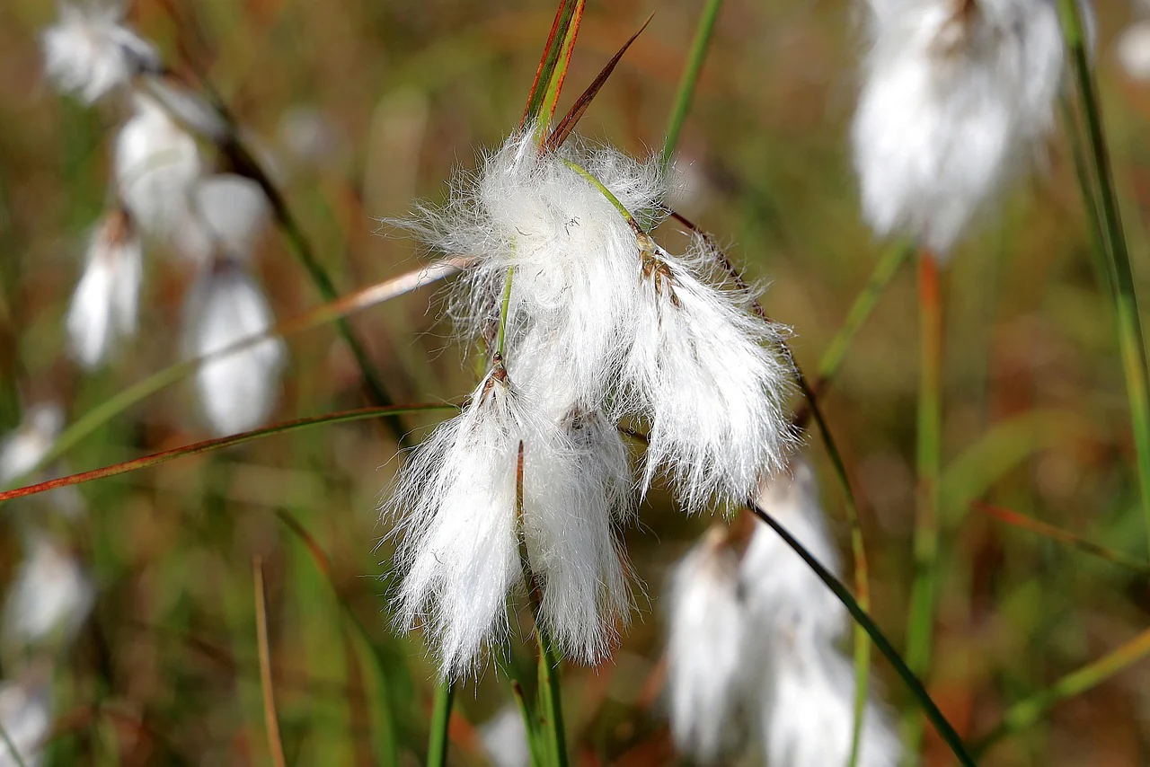 Eriophorum angustifolium <br>COTTON GRASS - Image 4