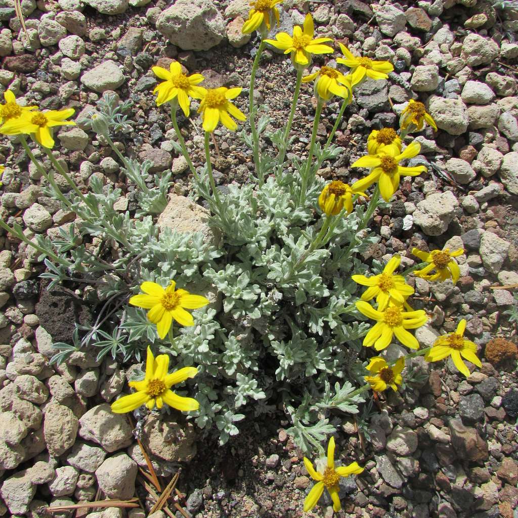Eriophyllum lanatum <br>WOOLLY SUNFLOWER - Image 2