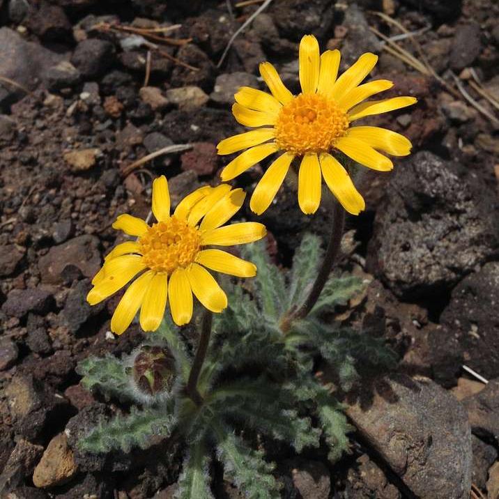 Eriophyllum lanatum <br>WOOLLY SUNFLOWER - Image 3