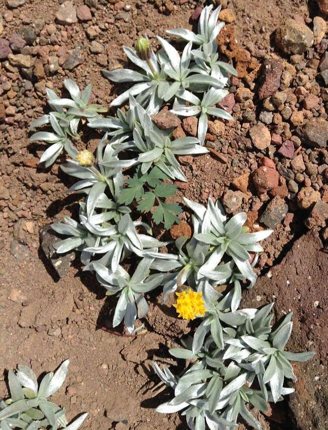Eriophyllum lanatum <br>WOOLLY SUNFLOWER - Image 4