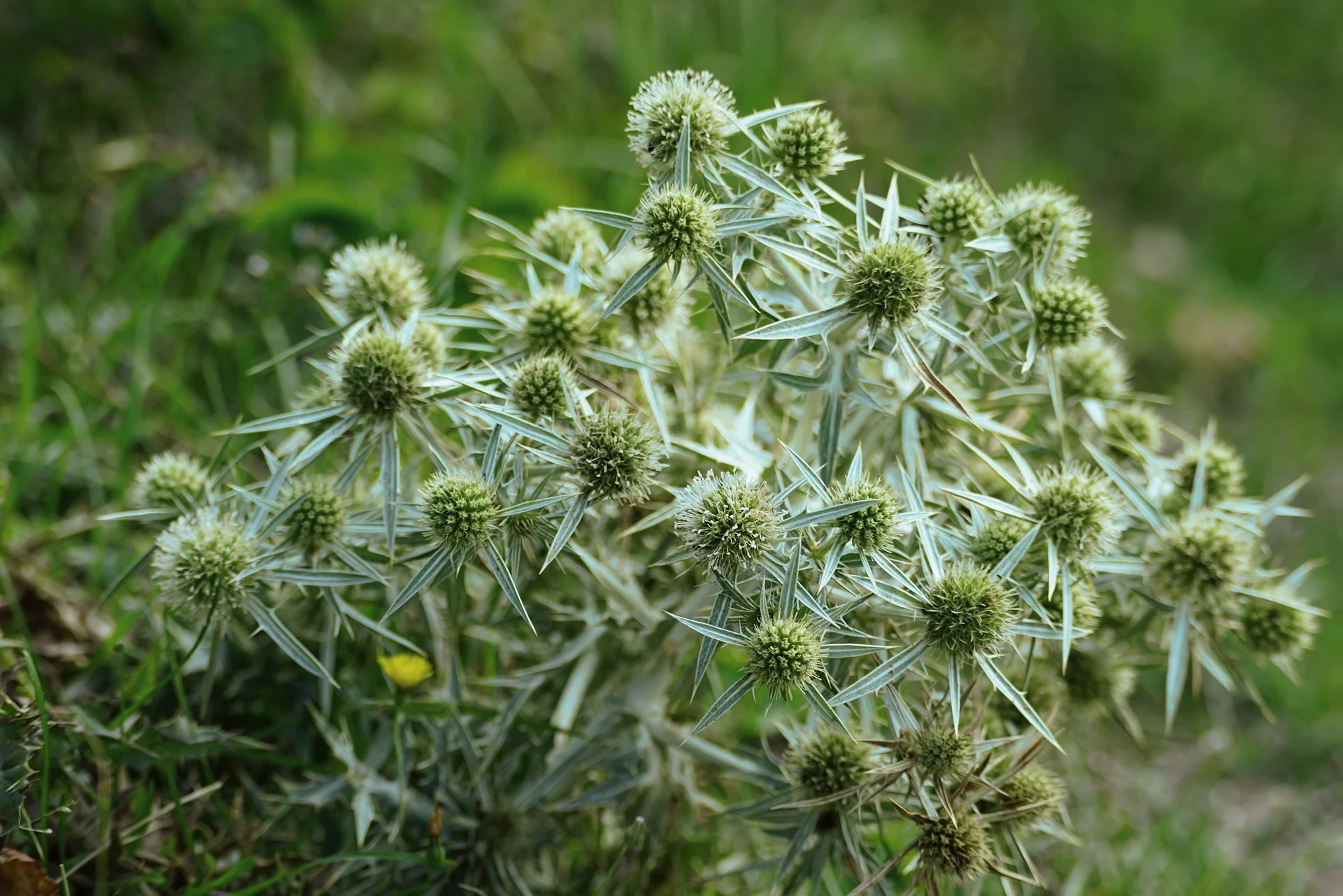 Eryngium planum <br>SILVER SEA HOLLY