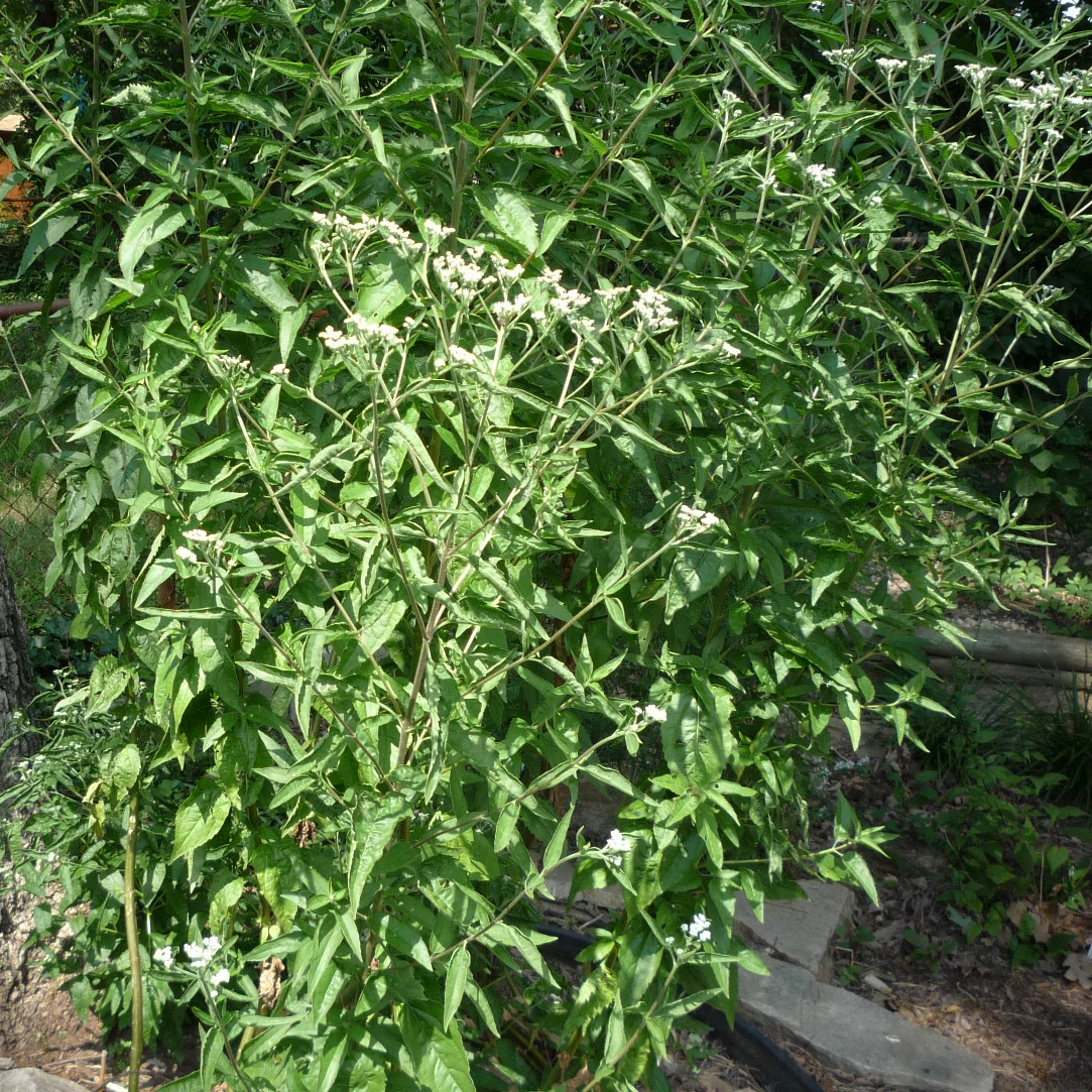 Eupatorium serotinum <br>LATE BONESET