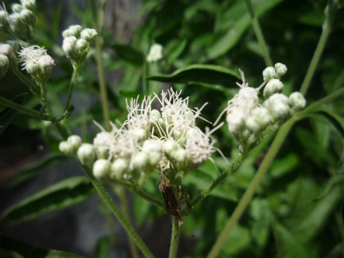 Eupatorium serotinum <br>LATE BONESET - Image 2