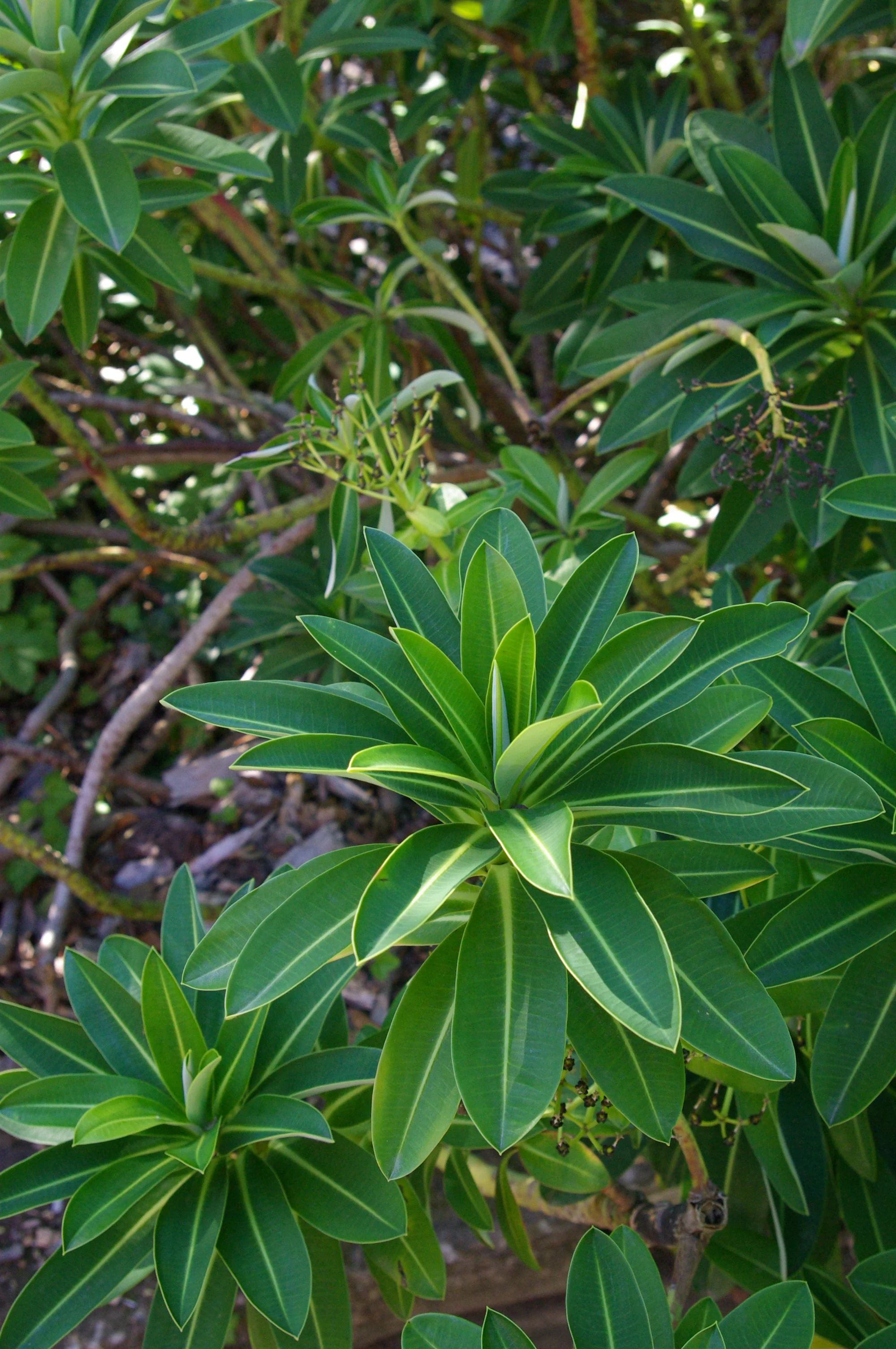 Euphorbia stygiana <br>AZORES SPURGE