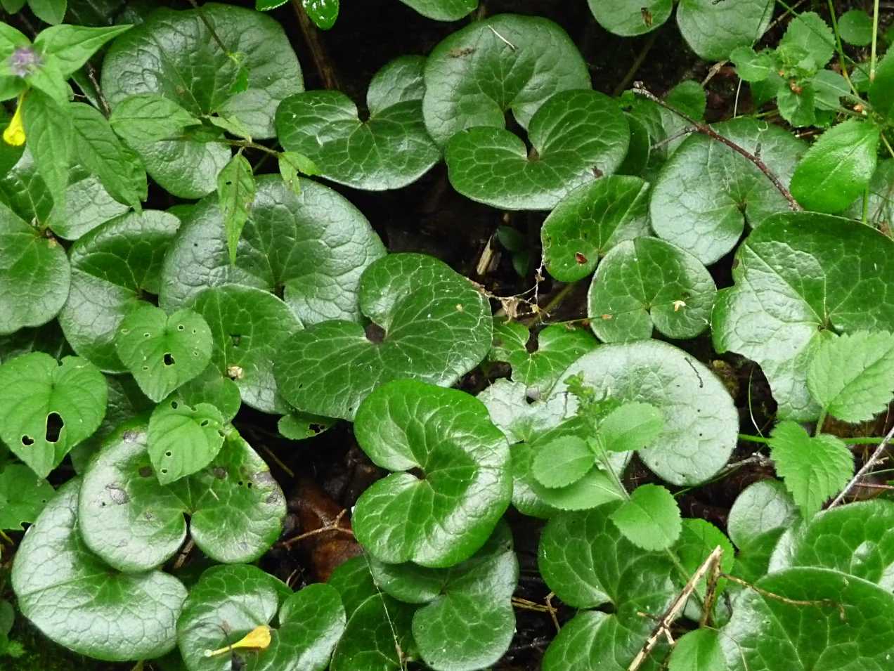 Asarum europaeum <br>EUROPEAN WILD GINGER - Image 2