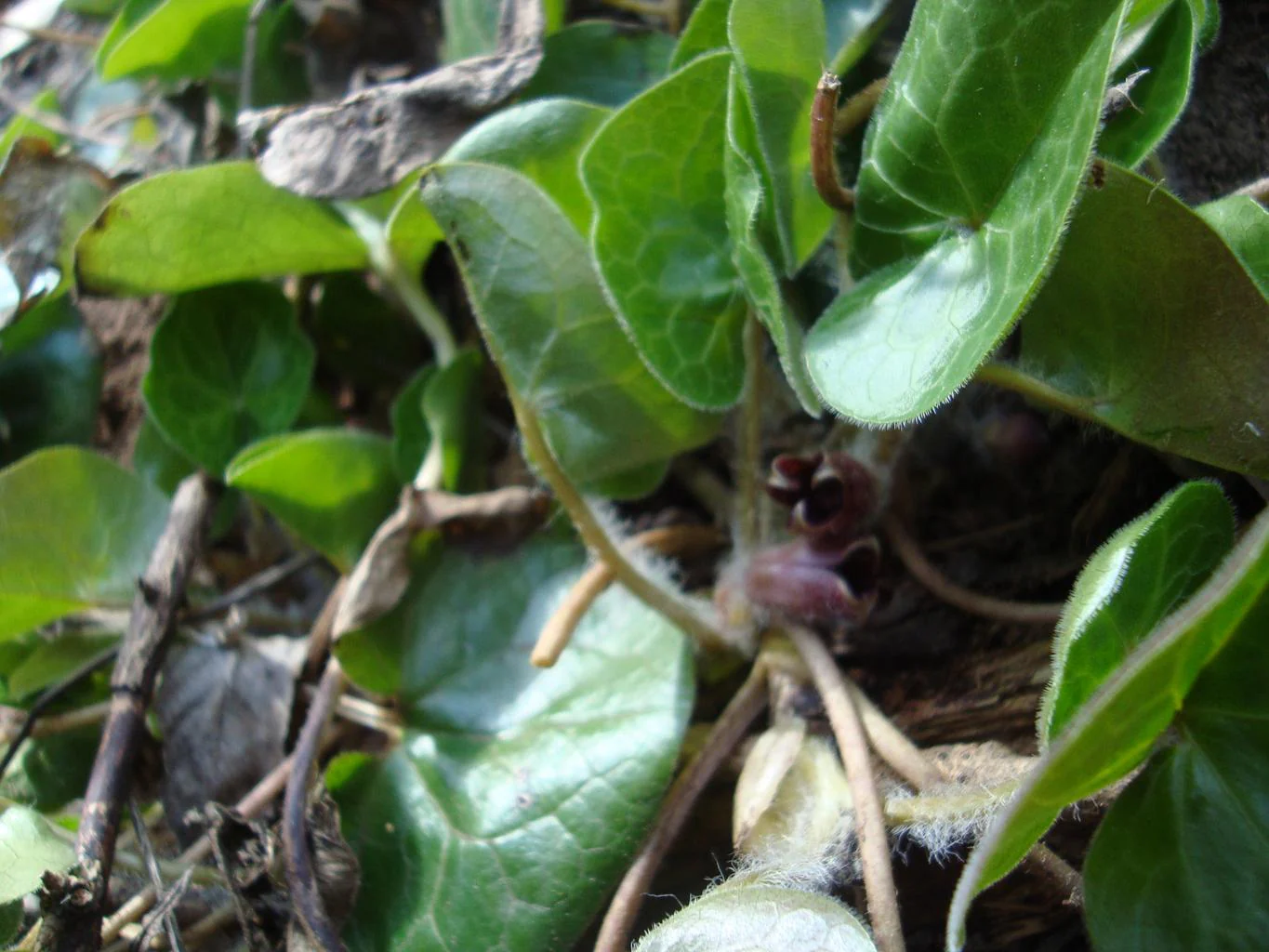 Asarum europaeum <br>EUROPEAN WILD GINGER - Image 3