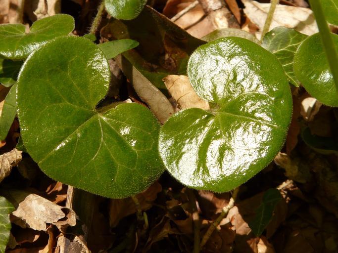 Asarum europaeum <br>EUROPEAN WILD GINGER - Image 4