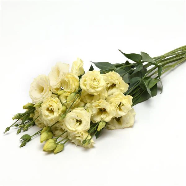Eustoma grandiflorum <br>LISIANTHUS MIX <br>Non-Pelleted - Image 11