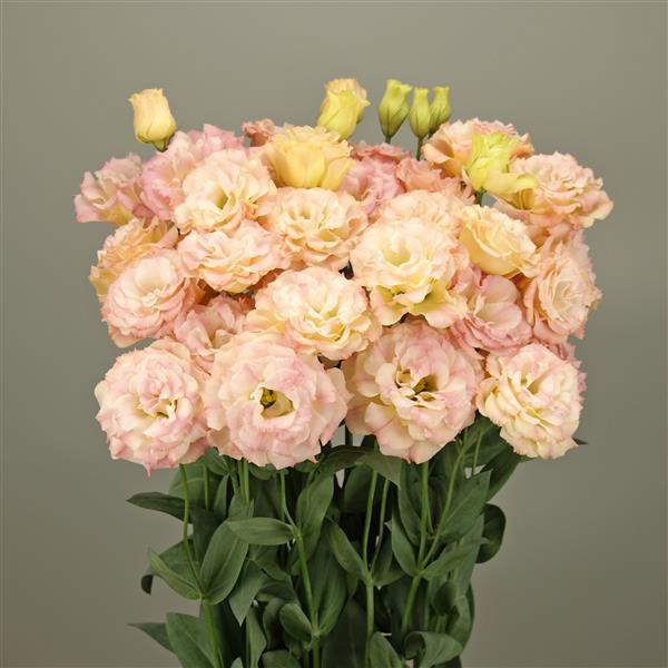 Eustoma grandiflorum <br>LISIANTHUS RUFFLED CHAMPAGNE 3